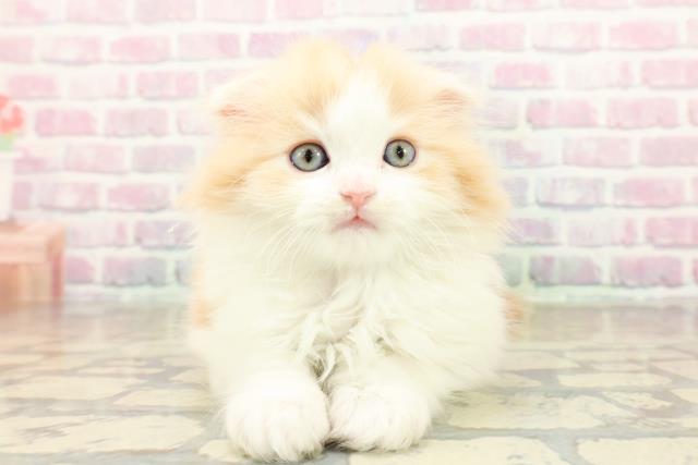 スコティッシュフォールド