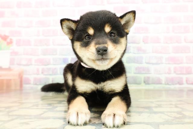 埼玉県の豆柴 (Coo&RIKU春日部店/2025年10月28日生まれ/女の子/黒)の子犬の1枚目の画像