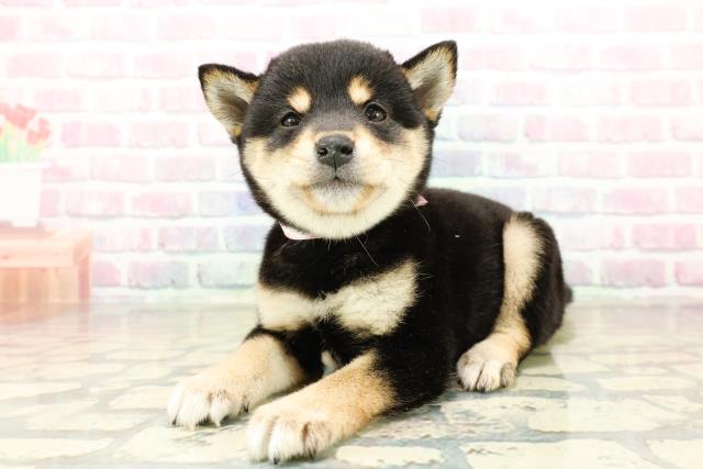 埼玉県の豆柴 (Coo&RIKU春日部店/2025年10月28日生まれ/女の子/黒)の子犬の2枚目の画像