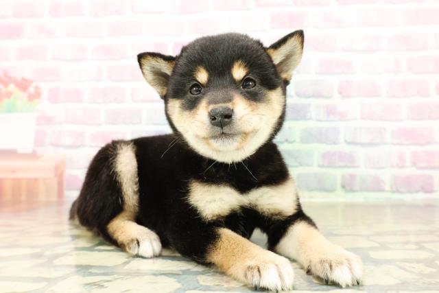 埼玉県の豆柴 (Coo&RIKU春日部店/2025年10月28日生まれ/女の子/黒)の子犬の3枚目の画像