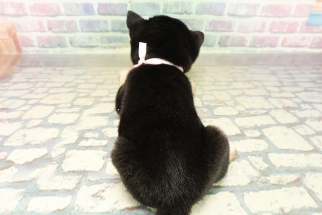 埼玉県の豆柴 (Coo&RIKU春日部店/2025年10月28日生まれ/女の子/黒)の子犬の4枚目の画像