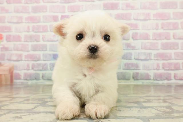 神奈川県のポメマル/マルポメ(ポメラニアン×マルチーズ) (Coo&RIKU相模原店/2025年10月28日生まれ/女の子/ホワイトクリーム)の子犬の1枚目の画像