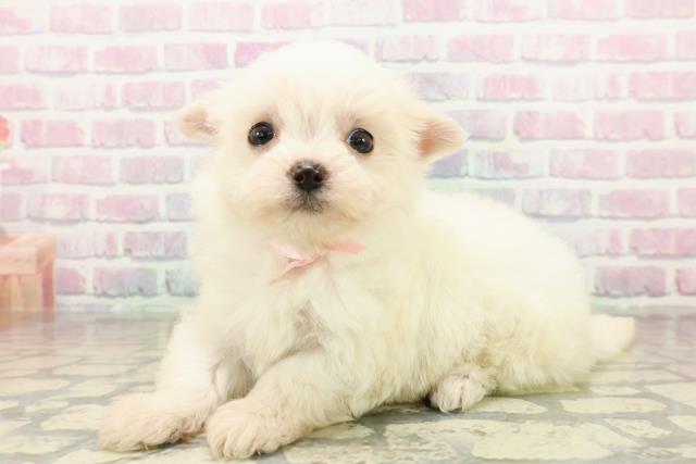 神奈川県のポメマル/マルポメ(ポメラニアン×マルチーズ) (Coo&RIKU相模原店/2025年10月28日生まれ/女の子/ホワイトクリーム)の子犬の2枚目の画像