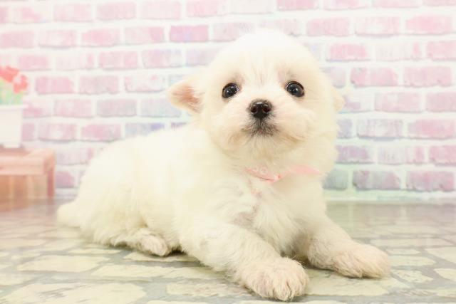 神奈川県のポメマル/マルポメ(ポメラニアン×マルチーズ) (Coo&RIKU相模原店/2025年10月28日生まれ/女の子/ホワイトクリーム)の子犬の3枚目の画像