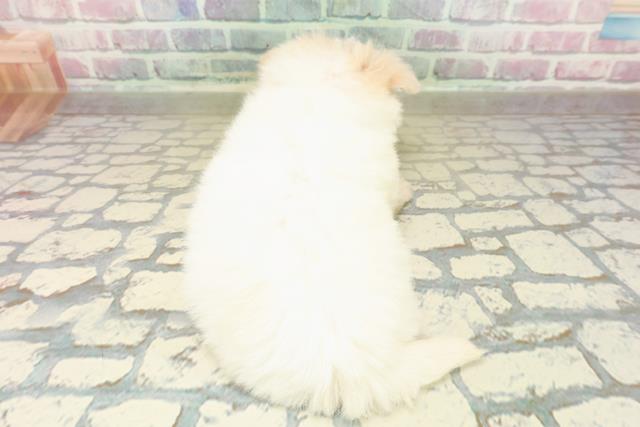 神奈川県のポメマル/マルポメ(ポメラニアン×マルチーズ) (Coo&RIKU相模原店/2025年10月28日生まれ/女の子/ホワイトクリーム)の子犬の4枚目の画像