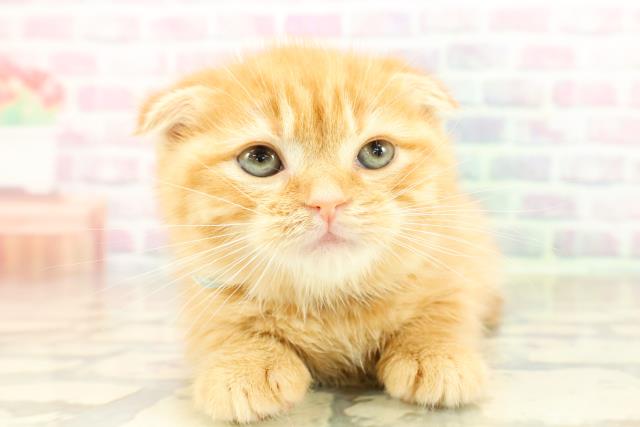 埼玉県のスコティッシュフォールド (Coo&RIKU春日部店/2025年10月23日生まれ/男の子/レッドタビー)の子猫の1枚目の画像