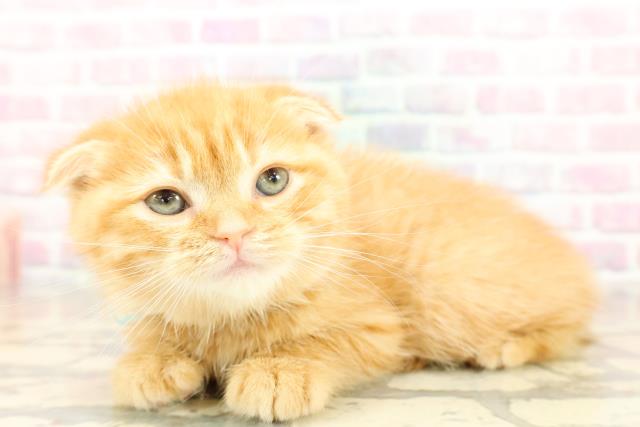 埼玉県のスコティッシュフォールド (Coo&RIKU春日部店/2025年10月23日生まれ/男の子/レッドタビー)の子猫の2枚目の画像