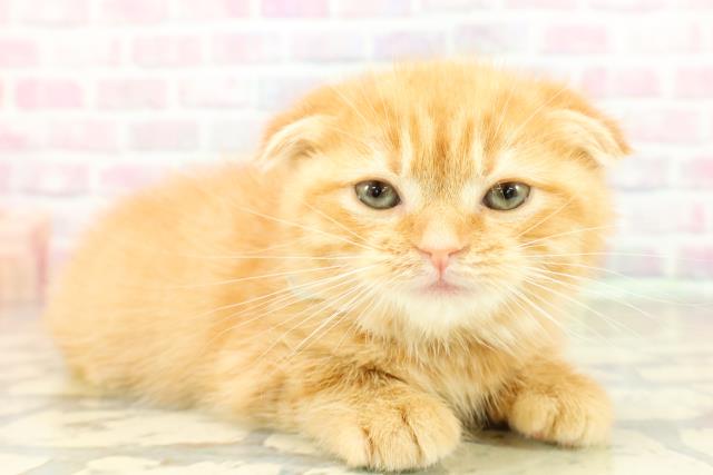 埼玉県のスコティッシュフォールド (Coo&RIKU春日部店/2025年10月23日生まれ/男の子/レッドタビー)の子猫の3枚目の画像