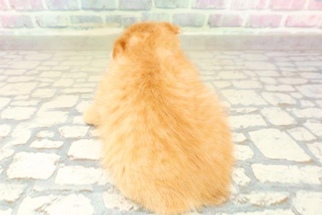 埼玉県のスコティッシュフォールド (Coo&RIKU春日部店/2025年10月23日生まれ/男の子/レッドタビー)の子猫の4枚目の画像