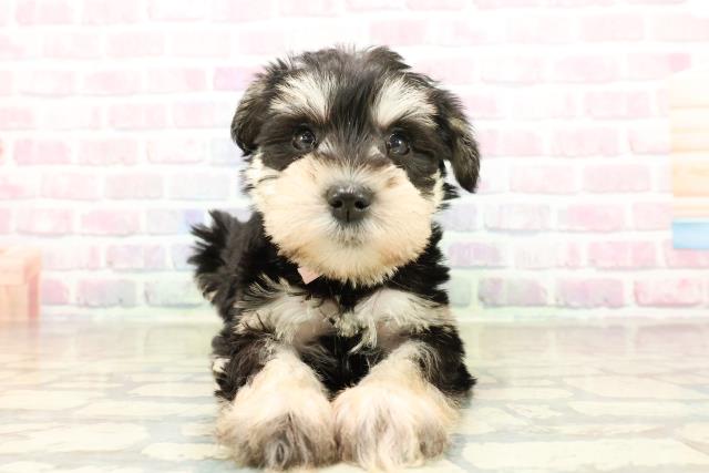 ミニチュア・シュナウザー