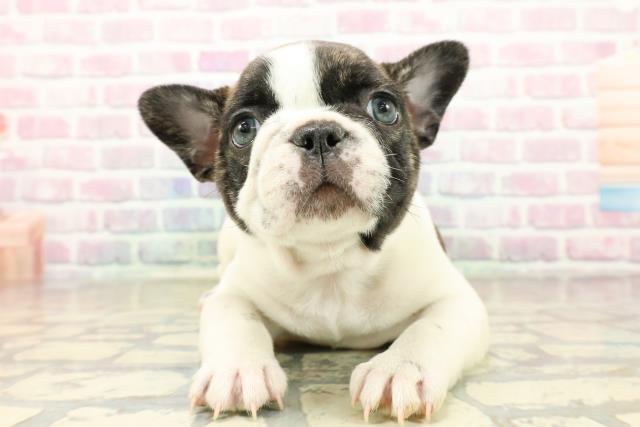 フレンチブルドッグ