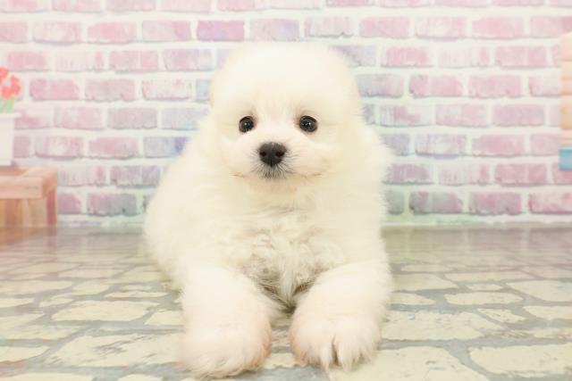 群馬県のポメプー(ポメラニアン×プードル) (Coo&RIKU前橋店/2025年10月28日生まれ/男の子/ホワイト)の子犬の1枚目の画像