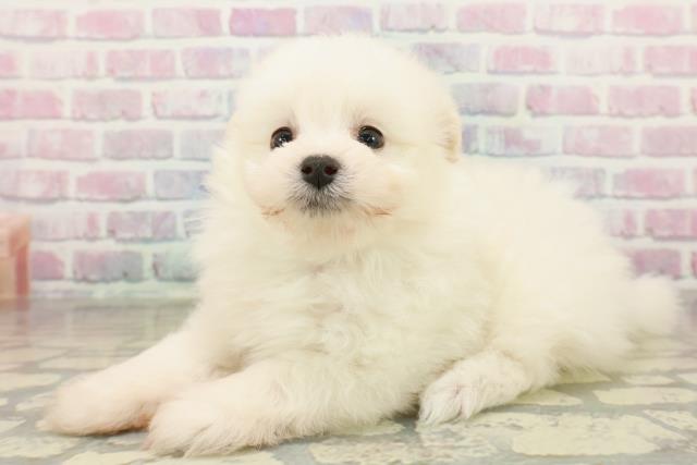 群馬県のポメプー(ポメラニアン×プードル) (Coo&RIKU前橋店/2025年10月28日生まれ/男の子/ホワイト)の子犬の2枚目の画像