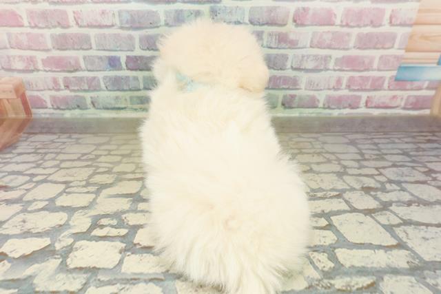 群馬県のポメプー(ポメラニアン×プードル) (Coo&RIKU前橋店/2025年10月28日生まれ/男の子/ホワイト)の子犬の4枚目の画像