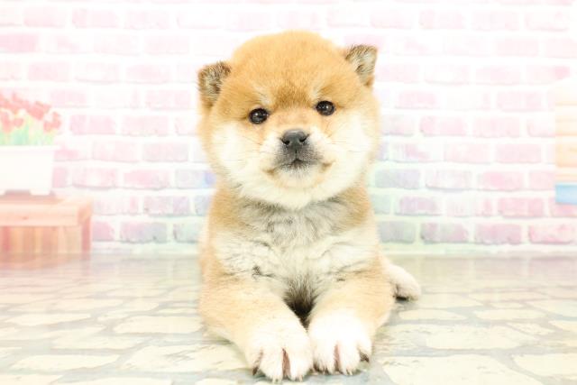 東京都の豆柴 (Coo&RIKU吉祥寺店/2025年10月27日生まれ/男の子/赤)の子犬の1枚目の画像