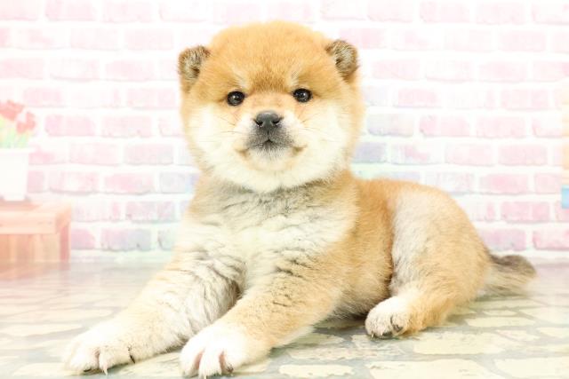 東京都の豆柴 (Coo&RIKU吉祥寺店/2025年10月27日生まれ/男の子/赤)の子犬の2枚目の画像