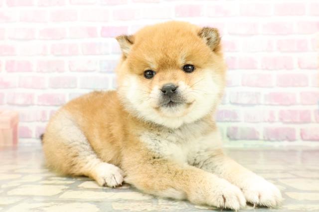 東京都の豆柴 (Coo&RIKU吉祥寺店/2025年10月27日生まれ/男の子/赤)の子犬の3枚目の画像