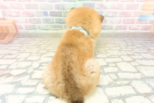 東京都の豆柴 (Coo&RIKU吉祥寺店/2025年10月27日生まれ/男の子/赤)の子犬の4枚目の画像