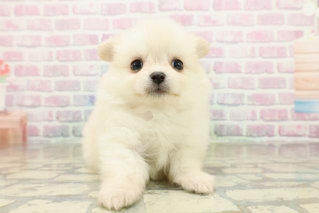 東京都のポメチワ/チワポメ/ポメチー(ポメラニアン×チワワ) (Coo&RIKU東久留米店/2025年10月27日生まれ/女の子/クリーム)の子犬の1枚目の画像