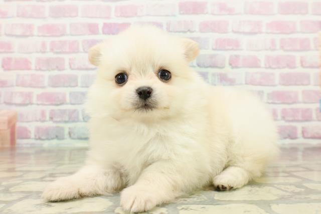 東京都のポメチワ/チワポメ/ポメチー(ポメラニアン×チワワ) (Coo&RIKU東久留米店/2025年10月27日生まれ/女の子/クリーム)の子犬の2枚目の画像