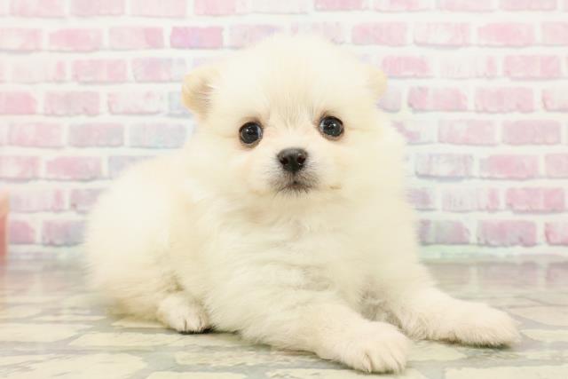 東京都のポメチワ/チワポメ/ポメチー(ポメラニアン×チワワ) (Coo&RIKU東久留米店/2025年10月27日生まれ/女の子/クリーム)の子犬の3枚目の画像