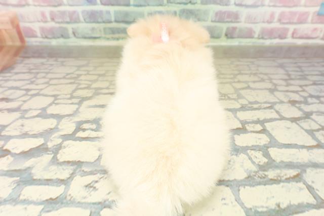 東京都のポメチワ/チワポメ/ポメチー(ポメラニアン×チワワ) (Coo&RIKU東久留米店/2025年10月27日生まれ/女の子/クリーム)の子犬の4枚目の画像