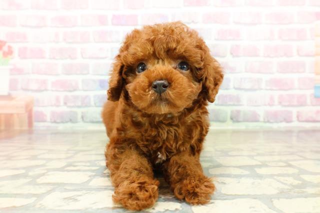 トイ・プードル