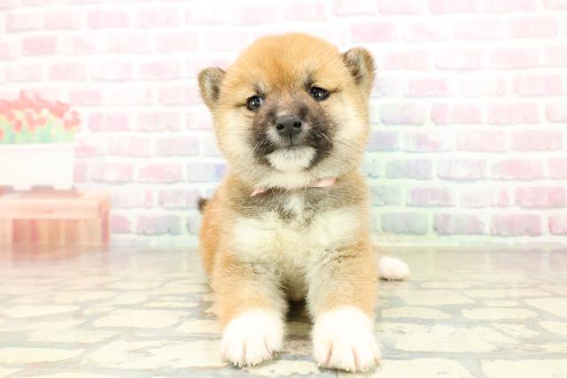 埼玉県の豆柴 (Coo&RIKUアニマルケアセンター大宮/2025年10月28日生まれ/女の子/赤)の子犬の1枚目の画像