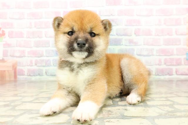 埼玉県の豆柴 (Coo&RIKUアニマルケアセンター大宮/2025年10月28日生まれ/女の子/赤)の子犬の2枚目の画像