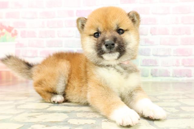 埼玉県の豆柴 (Coo&RIKUアニマルケアセンター大宮/2025年10月28日生まれ/女の子/赤)の子犬の3枚目の画像