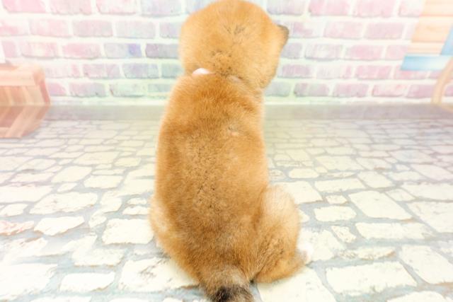 埼玉県の豆柴 (Coo&RIKUアニマルケアセンター大宮/2025年10月28日生まれ/女の子/赤)の子犬の4枚目の画像