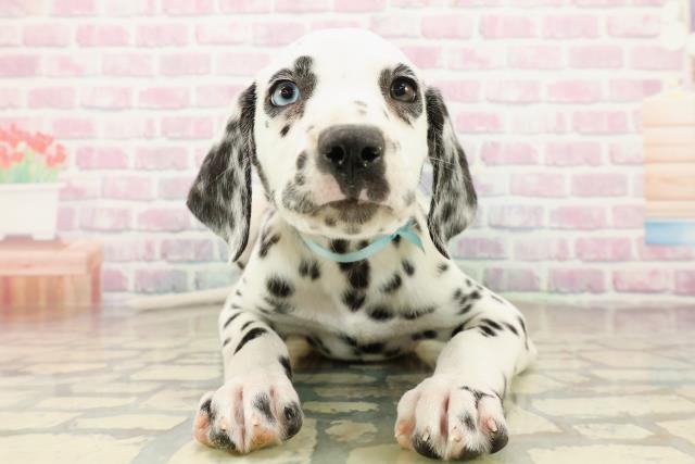 埼玉県のダルメシアン (Coo&RIKU熊谷ニットーモール店/2025年10月22日生まれ/男の子/ホワイトブラック)の子犬の1枚目の画像
