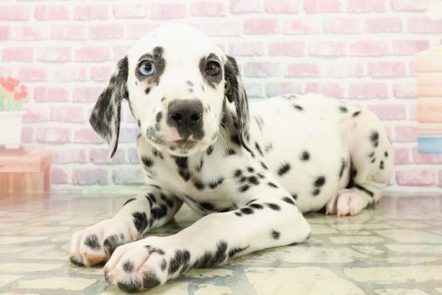埼玉県のダルメシアン (Coo&RIKU熊谷ニットーモール店/2025年10月22日生まれ/男の子/ホワイトブラック)の子犬の2枚目の画像
