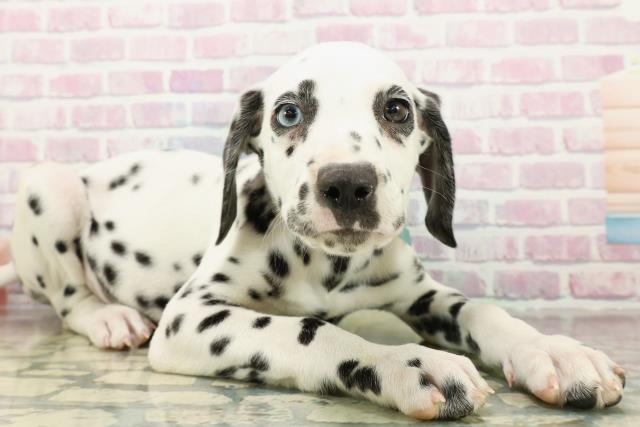 埼玉県のダルメシアン (Coo&RIKU熊谷ニットーモール店/2025年10月22日生まれ/男の子/ホワイトブラック)の子犬の3枚目の画像