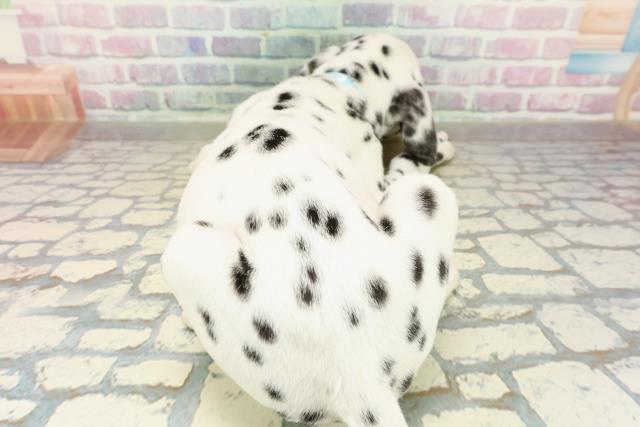 埼玉県のダルメシアン (Coo&RIKU熊谷ニットーモール店/2025年10月22日生まれ/男の子/ホワイトブラック)の子犬の4枚目の画像
