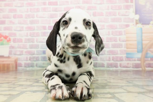 山梨県のダルメシアン (Coo&RIKU甲府昭和通り店/2025年10月22日生まれ/男の子/ホワイトブラック)の子犬の1枚目の画像