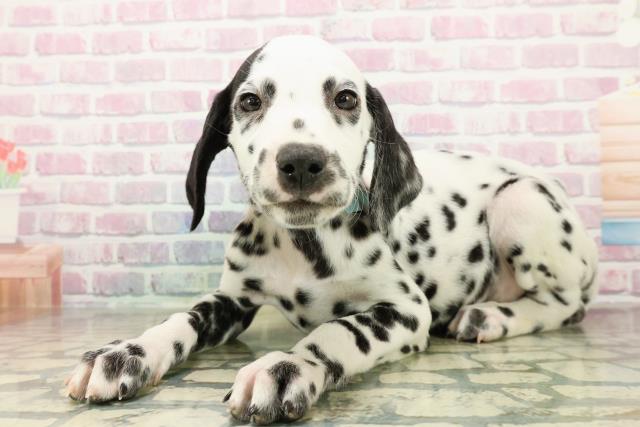 山梨県のダルメシアン (Coo&RIKU甲府昭和通り店/2025年10月22日生まれ/男の子/ホワイトブラック)の子犬の2枚目の画像