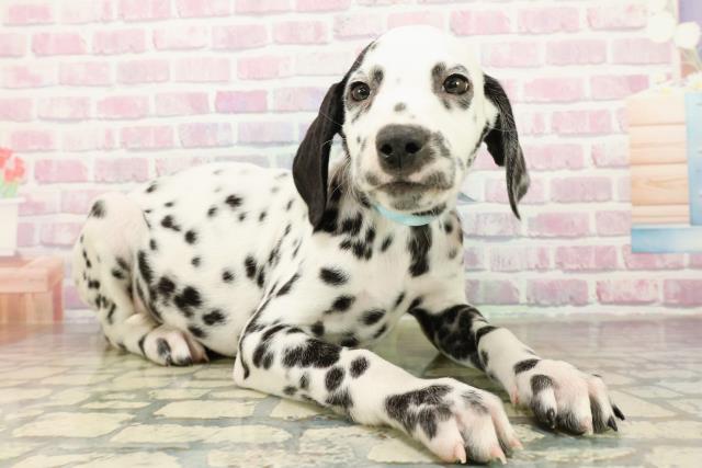 山梨県のダルメシアン (Coo&RIKU甲府昭和通り店/2025年10月22日生まれ/男の子/ホワイトブラック)の子犬の3枚目の画像