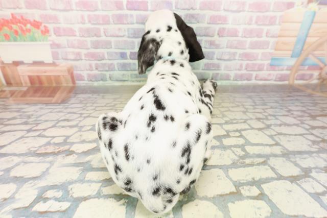 山梨県のダルメシアン (Coo&RIKU甲府昭和通り店/2025年10月22日生まれ/男の子/ホワイトブラック)の子犬の4枚目の画像