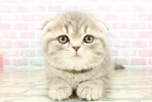 スコティッシュフォールド