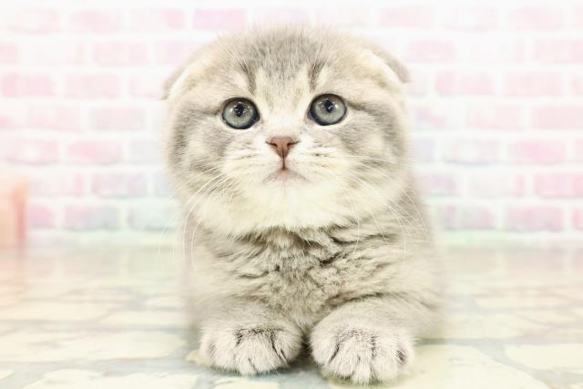 スコティッシュフォールド