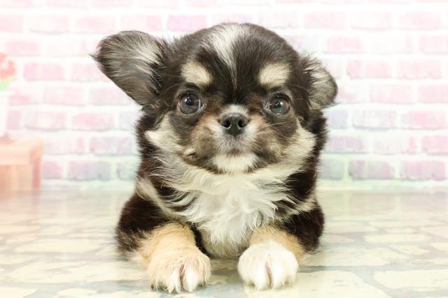 埼玉県のチワワ(ロング) (Coo&RIKU春日部店/2025年10月21日生まれ/男の子/ブラックタンホワイト)の子犬の1枚目の画像