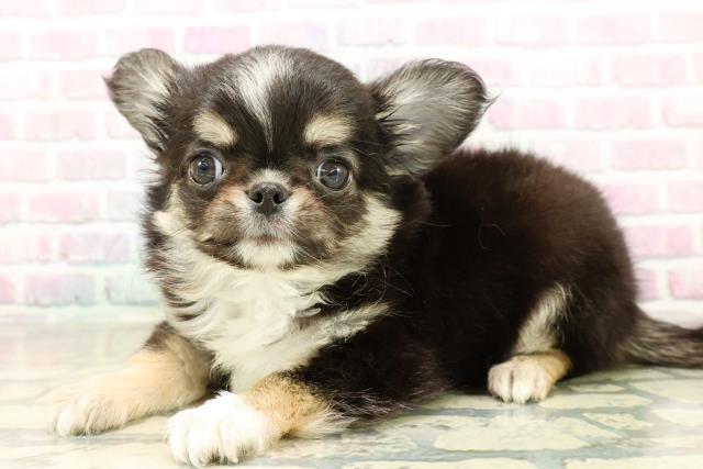 埼玉県のチワワ(ロング) (Coo&RIKU春日部店/2025年10月21日生まれ/男の子/ブラックタンホワイト)の子犬の2枚目の画像