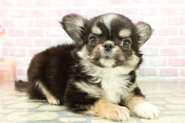 埼玉県のチワワ(ロング) (Coo&RIKU春日部店/2025年10月21日生まれ/男の子/ブラックタンホワイト)の子犬の3枚目の画像