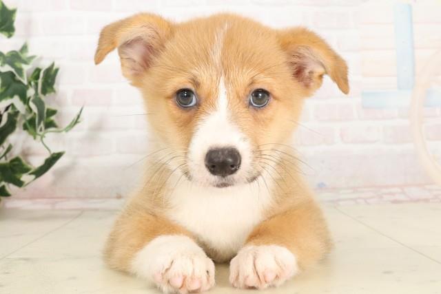 大阪府のウェルシュコーギーペンブローク (Coo&RIKU天王寺店/2025年6月14日生まれ/女の子/レッドホワイト)の子犬の1枚目の画像