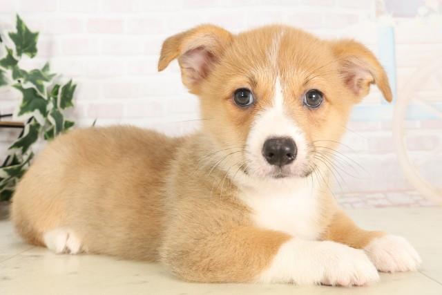 大阪府のウェルシュコーギーペンブローク (Coo&RIKU天王寺店/2025年6月14日生まれ/女の子/レッドホワイト)の子犬の2枚目の画像