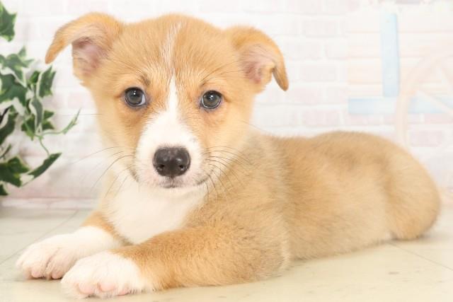 大阪府のウェルシュコーギーペンブローク (Coo&RIKU天王寺店/2025年6月14日生まれ/女の子/レッドホワイト)の子犬の3枚目の画像