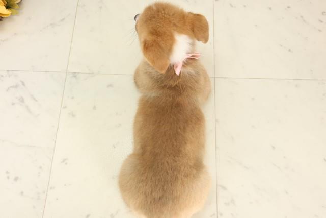 大阪府のウェルシュコーギーペンブローク (Coo&RIKU天王寺店/2025年6月14日生まれ/女の子/レッドホワイト)の子犬の4枚目の画像