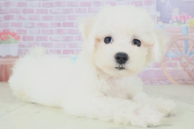 新潟県のビションフリーゼ (Coo&RIKUイオンモール新発田店/2025年8月16日生まれ/男の子/ホワイト)の子犬の2枚目の画像