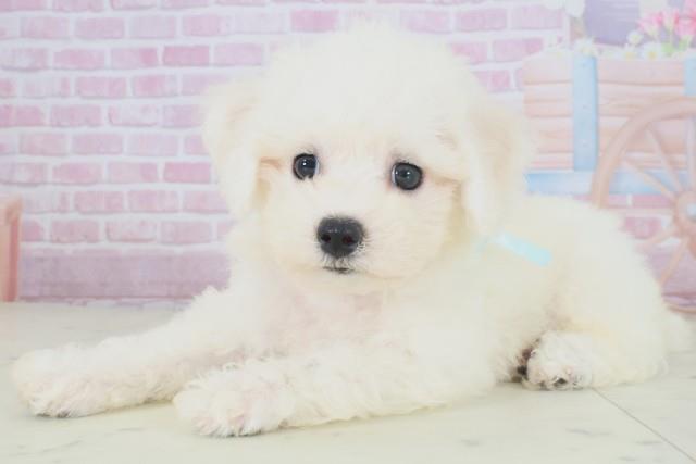 新潟県のビションフリーゼ (Coo&RIKUイオンモール新発田店/2025年8月16日生まれ/男の子/ホワイト)の子犬の3枚目の画像